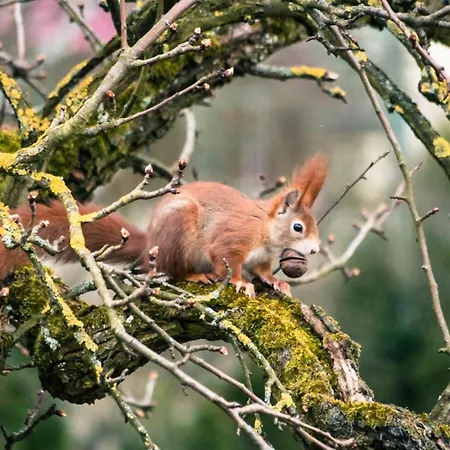 Apartment Aichem Radolfzell am Bodensee
