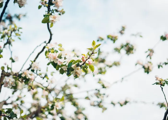 Appartement Aichem *